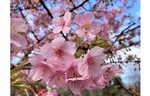 新宿中央公園の河津桜が見ごろ！　春爛漫はもうすぐ♪