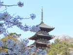 3年ぶりにライトアップを実施！ 桜と古建築の共演、横浜三溪園「桜めぐり」3月25日から