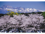 県内有数の名所「黒磯公園」も見逃せない那須塩原市の桜。例年の見ごろは4月上旬～中旬！