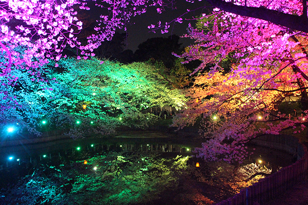 幻想的な夜桜散策を演出！ 大池公園にて「光と音の夜桜ライトアップ ...