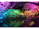 幻想的な夜桜散策を演出！ 大池公園にて「光と音の夜桜ライトアップ～色とりどりの光と音の共演～」3月22日～4月10日開催