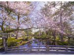 見ごろは4月上旬。百万石の城下町、金沢市が満開の桜でドレスアップ！