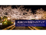 祇園白川にて「宵桜ライトアップ」3月25日～4月3日開催