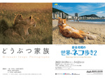 福島県立美術館にて写真展「 岩合光昭の世界ネコ歩き２ ＆どうぶつ家族」3月19日～5月22日開催【東北自動車道 福島西ICより車で約7km】