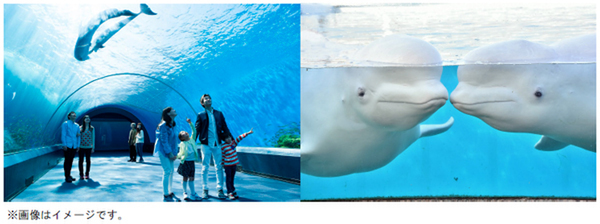Ascii Jp 4つの水族館が楽しめるパス付き 桜木町ワシントンホテル 横浜 八景島シーパラダイスとコラボしたお子様ランチ 3月19日から