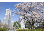 サクラやチューリップなど花に囲まれた横浜を見よう！ 「ガーデンネックレス横浜2022」3月26日～6月12日開催