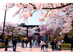 日本最古の染井吉野も！ 4月上旬～5月上旬の約1か月間見られる郡山市の桜