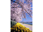 水辺を華やかに彩る新潟市の桜。見ごろは4月上旬ごろ