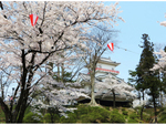 例年の見ごろは4月中旬～下旬。周辺散歩も楽しい県内有数の桜の名所「千秋公園」