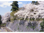 国の天然記念物「石割桜」を有する盛岡市の桜。例年の見ごろは4月中旬～下旬 