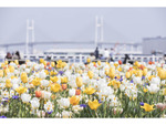 今はチューリップが見頃！　開催中の「ガーデンネックレス横浜2022」にて「第44回 よこはま花と緑のスプリングフェア2022」が4月8日から開催