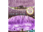 「日本夜景遺産」に認定された幻想的な藤の花ライトアップ！　あしかがフラワーパーク「ふじのはな物語 -大藤まつり-」4月16日～5月22日開催