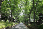 “日本一の参道”に涼やかな緑のトンネルができ上がる新緑のさいたま市でリフレッシュ♪