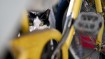 デジタル一眼で「猫と自転車」という最高に相性のいいカップリングを撮る