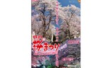 およそ25種1000本の桜が咲き誇る！　烏帽子山公園「赤湯温泉 桜まつり」を開催