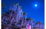 ぼんぼりライトアップも実施！　愛知県の広藤園「広藤園藤まつり」を開催中