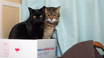 ミラーレス一眼「OM SYSTEM OM-1」で2匹の猫の絡み合いを撮る