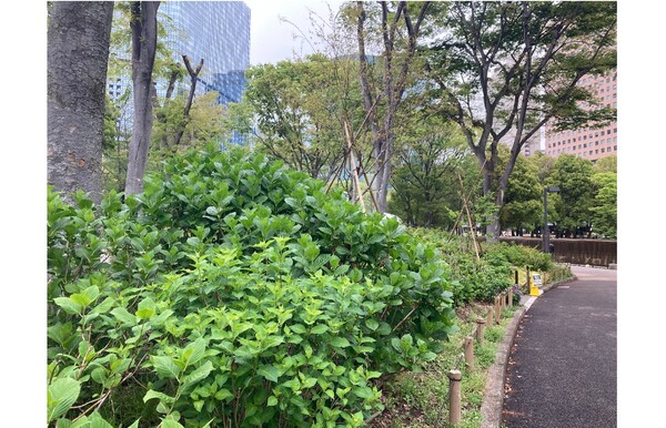 新宿中央公園に初夏の気配、アジサイの蕾が！　「とうがらし新聞」配布中！