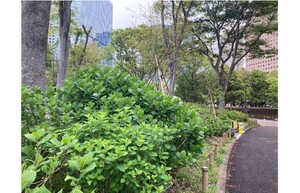 新宿中央公園に初夏の気配、アジサイの蕾が！　「とうがらし新聞」配布中！