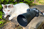 軽くて素晴らしい望遠ズームは猫撮りに最適！