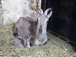 金沢動物園でスーチョワンバーラルの赤ちゃんが誕生、日本で2ヵ所でしか見られない希少動物