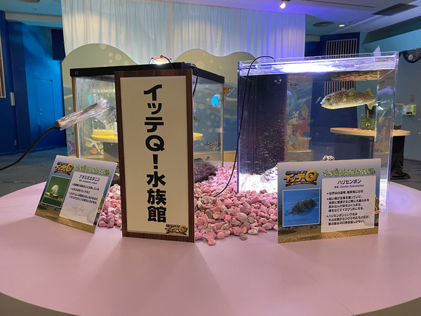Ascii Jp おかえりなさい イッテq 水族館