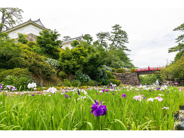 期間中は花菖蒲とあじさいを毎日ライトアップ 小田原城本丸東堀 花菖蒲園にて 小田原城あじさい花菖蒲まつり 6月19日まで開催中 夜景love Walker