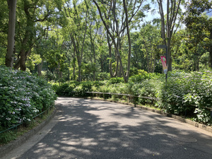 新宿中央公園のアジサイが見ごろに！　アジサイロードを散歩しよう
