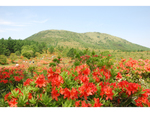 夏山リフトに乗って朱赤に染まる山肌の絶景を見よう！　長野県・湯の丸高原にて「つつじ祭」6月10日～7月3日開催【上信越自動車道 小諸ICより車で約16km】