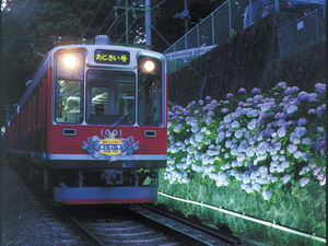 箱根登山鉄道、「あじさい列車」にてあじさい夜間ライトアップを6月18日～7月3日に実施