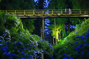 満開のアジサイを夜でも楽しめる！　大田原市の黒羽城址公園で「芭蕉の里くろばね紫陽花まつり」、6月25日から
