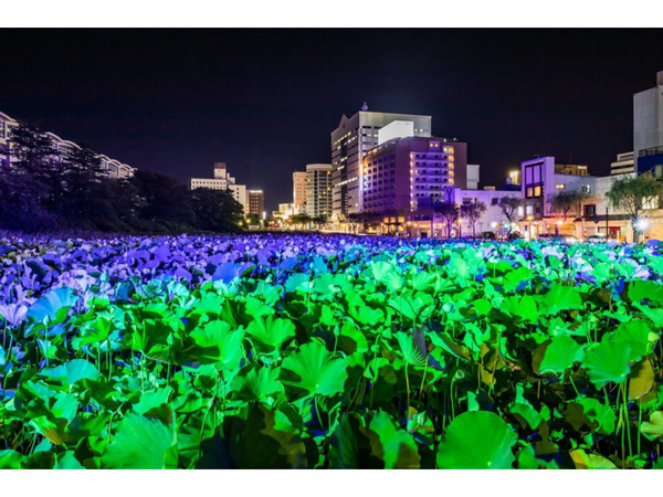 お堀に咲く蓮の花を艶やかにライトアップ 秋田市千秋公園にて 22千秋蓮まつり 7月22日 8月31日開催 夜景love Walker お堀に咲く蓮の花を艶やかにライトアップ 秋田市千秋公園にて 22千秋蓮まつり 7月22日 8月31日開催 夜景love Walker