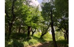 ヒマワリの咲く新宿中央公園の夏、３年ぶりにイブニングバーが復活！