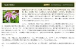 外国で紹介された変化朝顔についてパネルで展示！　国立歴史民俗博物館「伝統の朝顔」を開催中【東関東自動車道 四街道ICから約8km】