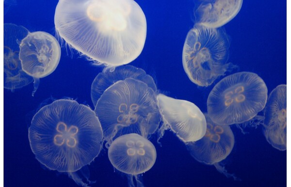 Ascii Jp ミズクラゲと一緒に電車で移動 小田急電鉄 特急ロマンスカー 号車貸切 で行く くらげと旅する列車 を開催