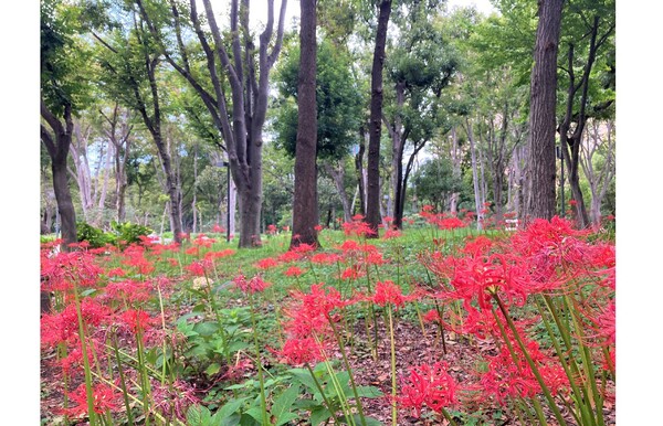 新宿中央公園秋のお花便りと催し物