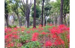 新宿中央公園秋のお花便りと催し物