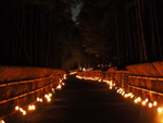 竹行灯が秋宵の竹林を照らす「竹の径・かぐやの夕べ」京都府向日市で10月22日・23日開催