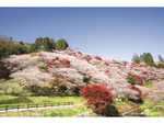 ジブリパークに行くなら立ち寄りたい！　「秋に咲く桜」と「月」。摩訶不思議な「竹取物語」の世界へ