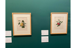 SOMPO美術館（西新宿）の“おいしい”ボタニカル・アート展は英国キュー王立植物園が特別協力しているぞ