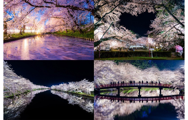 あまりに幻想的な夜桜の世界！ 「冬に咲くさくらライトアップ」12月1日