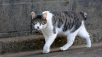 とっても気に入った富士フイルム「X-T5」の総集編 秋の猫を撮りまくった！