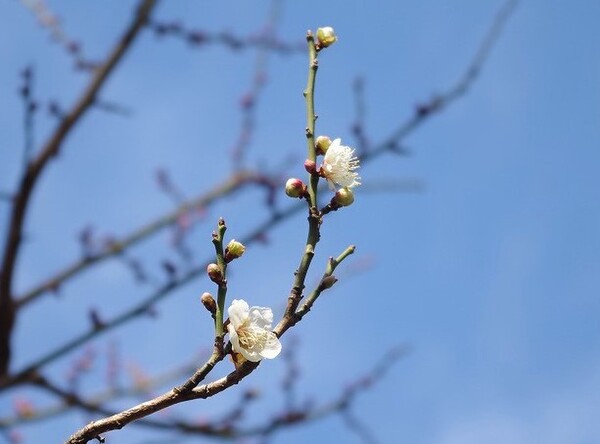 新宿中央公園には初春の訪れが！　ウメの花・銀世界やロウバイや、スイセンのかすかな甘い香りを体感しに行こう！
