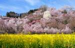 干支のウサギが春を告げる福島市の“桃源郷”花見山