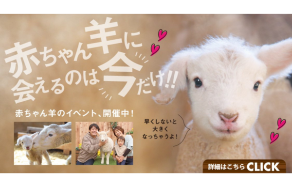 すくすく成長する赤ちゃん羊に会いに行こう！ マザー牧場「赤ちゃん羊