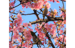 花の蜜はどんな味？　鳥たちが訪れる春の新宿中央公園は、花盛り＆イベントが盛りだくさん！