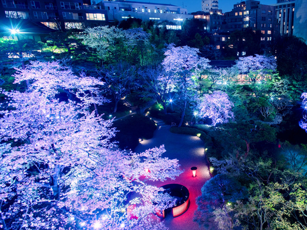 ASCII.jp：広大な日本庭園がピンク色に染まる！ 八芳園「TOKYO SAKURA