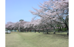 絶景コラボや桜のトンネル♪　那須塩原市の春を華やかに彩る桜を満喫