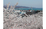 氷見イワシが春を運んでくる氷見市で、「富山さくらの名所70選」選出の名所を巡る