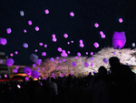 夜桜と桜色のランタンの共演！　茨城県行方市で「おいも夜桜スカイランタンフェスティバル2023」4月1日・2日・8日・9日開催